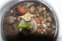 68463267-IMG_6695 adenium (kalemljeni).jpg